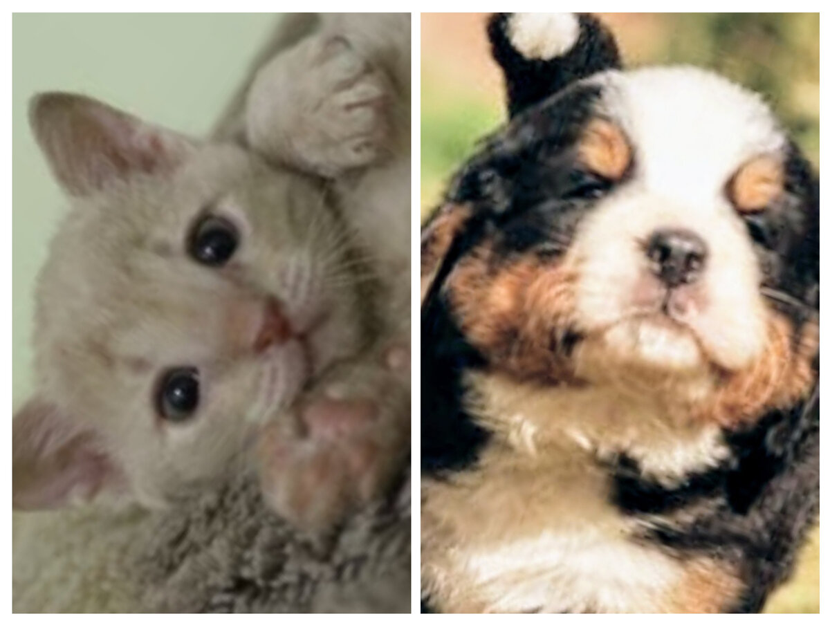 домашниеживотные #собаки #кошки #питомцы #выборпитомца 