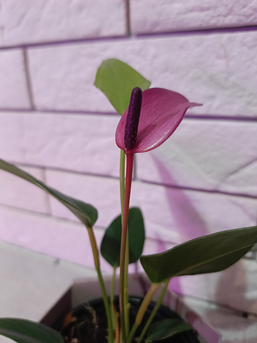 Anthurium "Zizou"