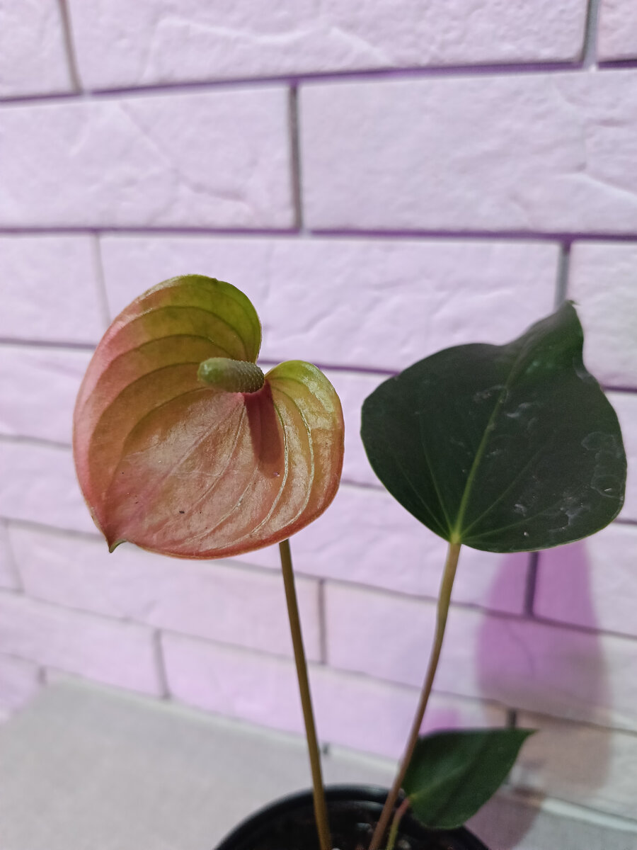 Anthurium Rainbow Champion
