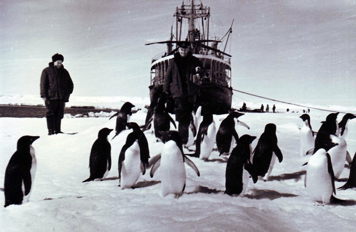 Первая Экспедиция в Антарктиду 1956. Советская антарктическая Экспедиция 1956. 1 Советская антарктическая Экспедиция. Антарктида 31 Советская антарктическая Экспедиция. Первый мореплаватели увидевшие пингвинов в антарктиде