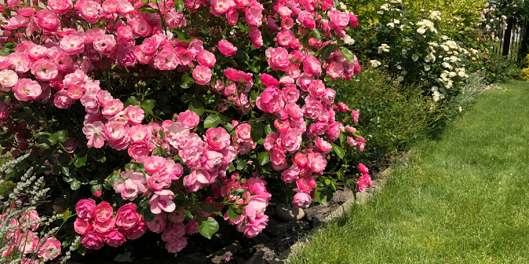 Схема подкормок роз с весны до осени