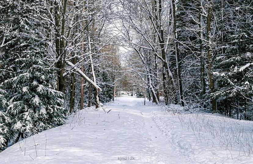 Тропа летний лес россия. Тропинка в смешанном лесу. Большая валдайская тропа. Тропа 23. Валдайская тропа поход.