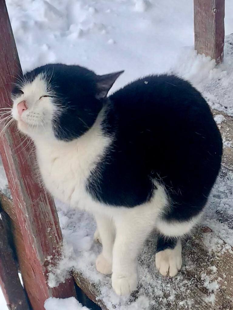 Ранее фото кота