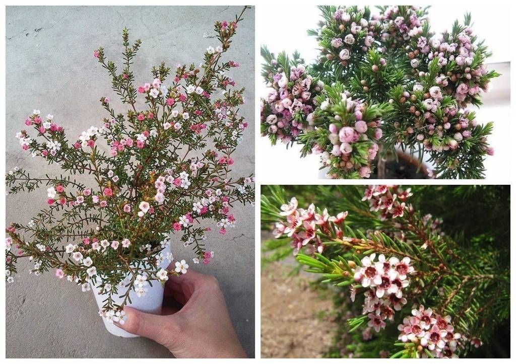 Хамелациум🌻 
В зависимости от вида высота куста может варьироваться от 0,3 до 3 м. Его украшают листья, которые в течение всего года остаются темно-зелеными. 

Округлые цветки, в поперечнике достигающие 1,5–2 см, могут быть окрашены в фиолетовый, белый, розоватый либо красный цвет. Зацветает куст уже в конце зимы и нередко отцветает лишь в последние летние дни.

Он отличается повышенной чувствительностью к каким-либо переменам в условиях выращивания либо неподходящей для него окружающей среде, и очень негативно реагирует на это. 