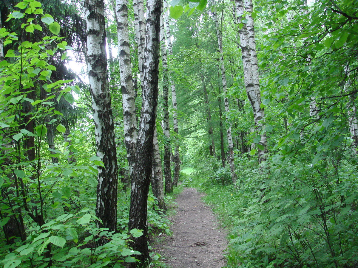 Русские берёзы (фото из личного архива).
