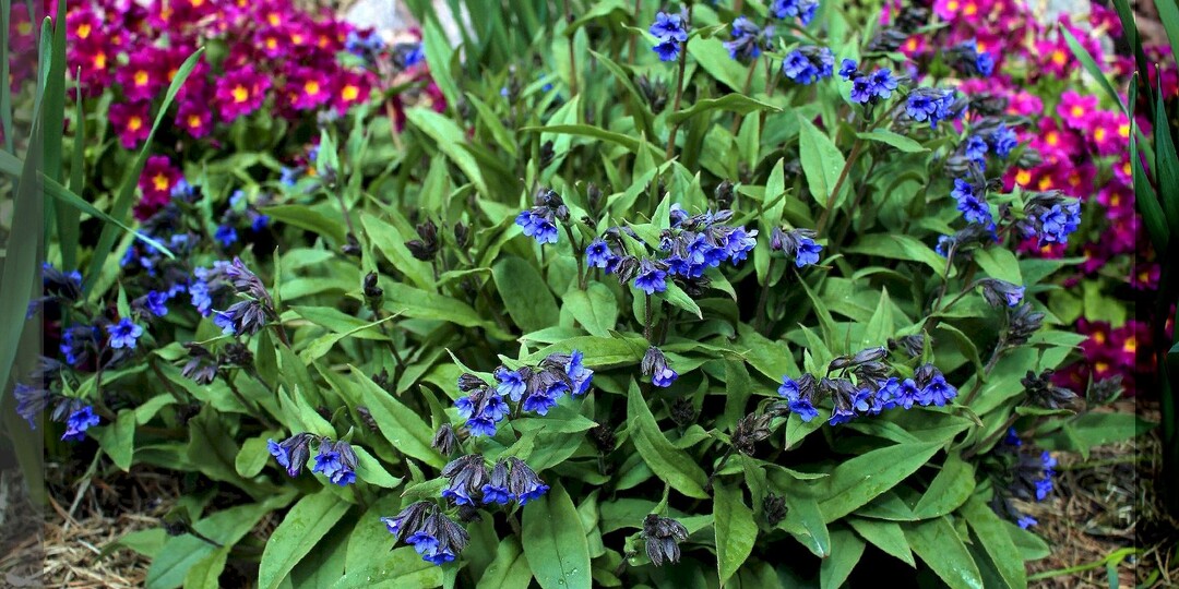 30 декоративных растений и цветов, которые не принесут хлопот дачнику: неприхотливый цветник для начинающего цветовода