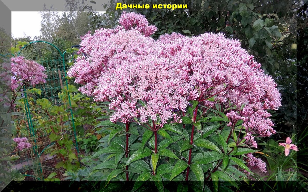Как выглядит цветок посконник
