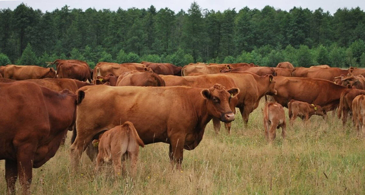В Миллеровском районе, на Дону, это обычная картинка