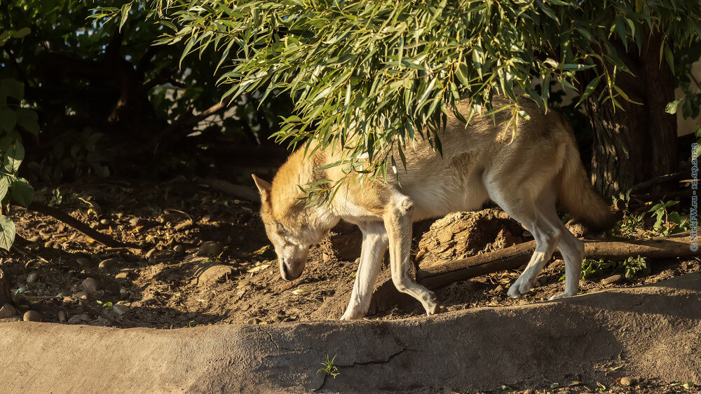 2. Серый волк © NickFW.ru — 12.09.2023г.