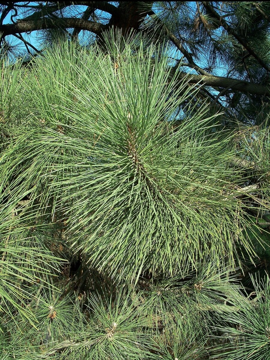 Хвоя сосны культера. 