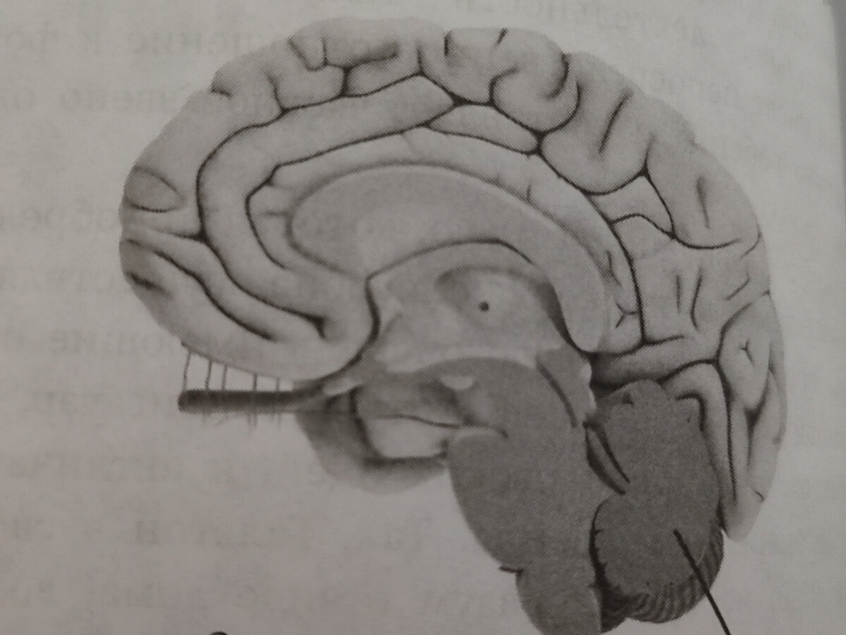 Что такое головной мозг человека | Арина Черникова | Дзен