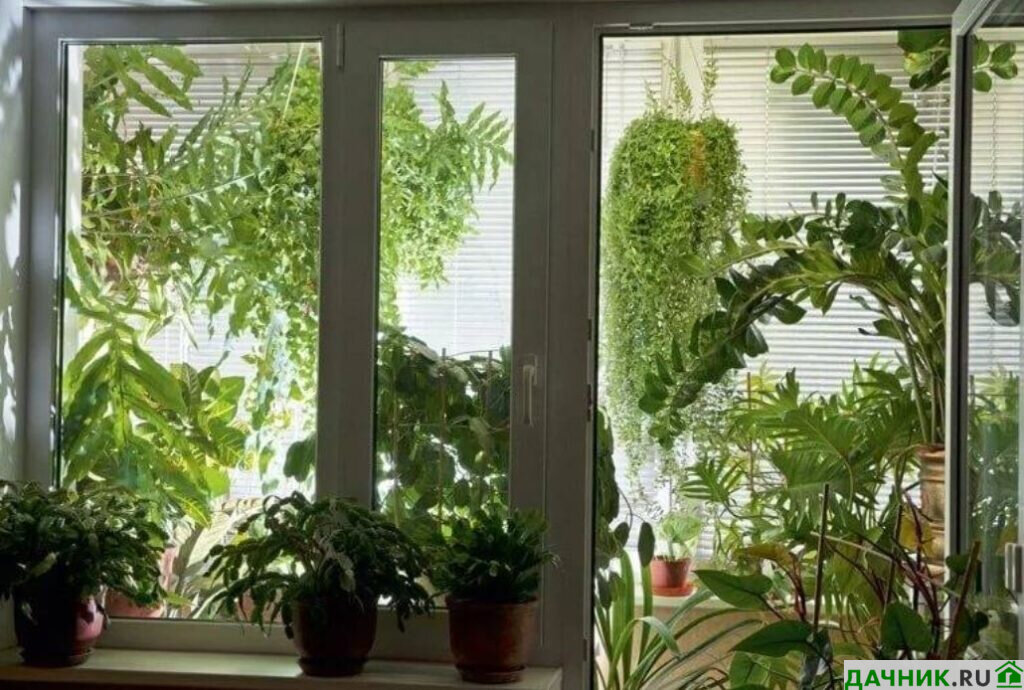 Plant window. Растения на окне. Комнатные растения на окне. Растения на балконе. Оранжерея на окне.