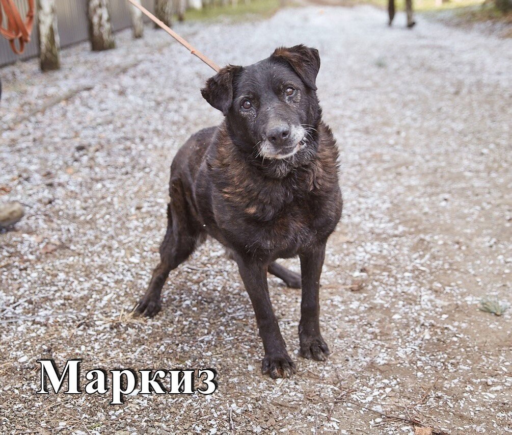 Маркиз пес. Маркиз пес. Маркиза собака. Маркиза собака. Щенок маркиза.