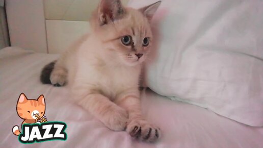 Включи котика который Включи котика который