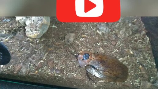 Таракан - мертвая голова! | Настя-биолог | Дзен