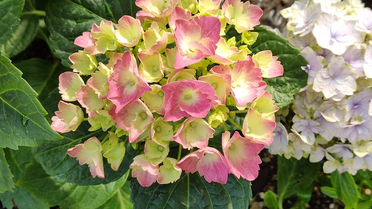 Крупнолистная гортензия, фото И.Сотниковой