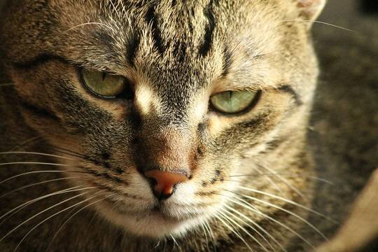    Во Владивостоке умер не допущенный на борт самолёта из-за веса кот Виктор