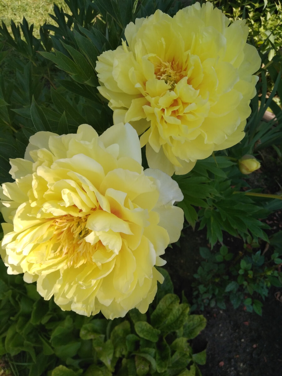 Ито-гибрид Бартзелла