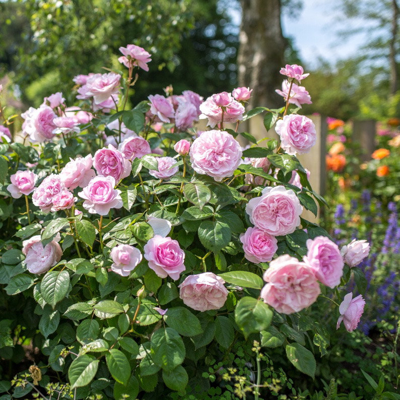 Роза Оливия, "Д.Остин" кустарниковая