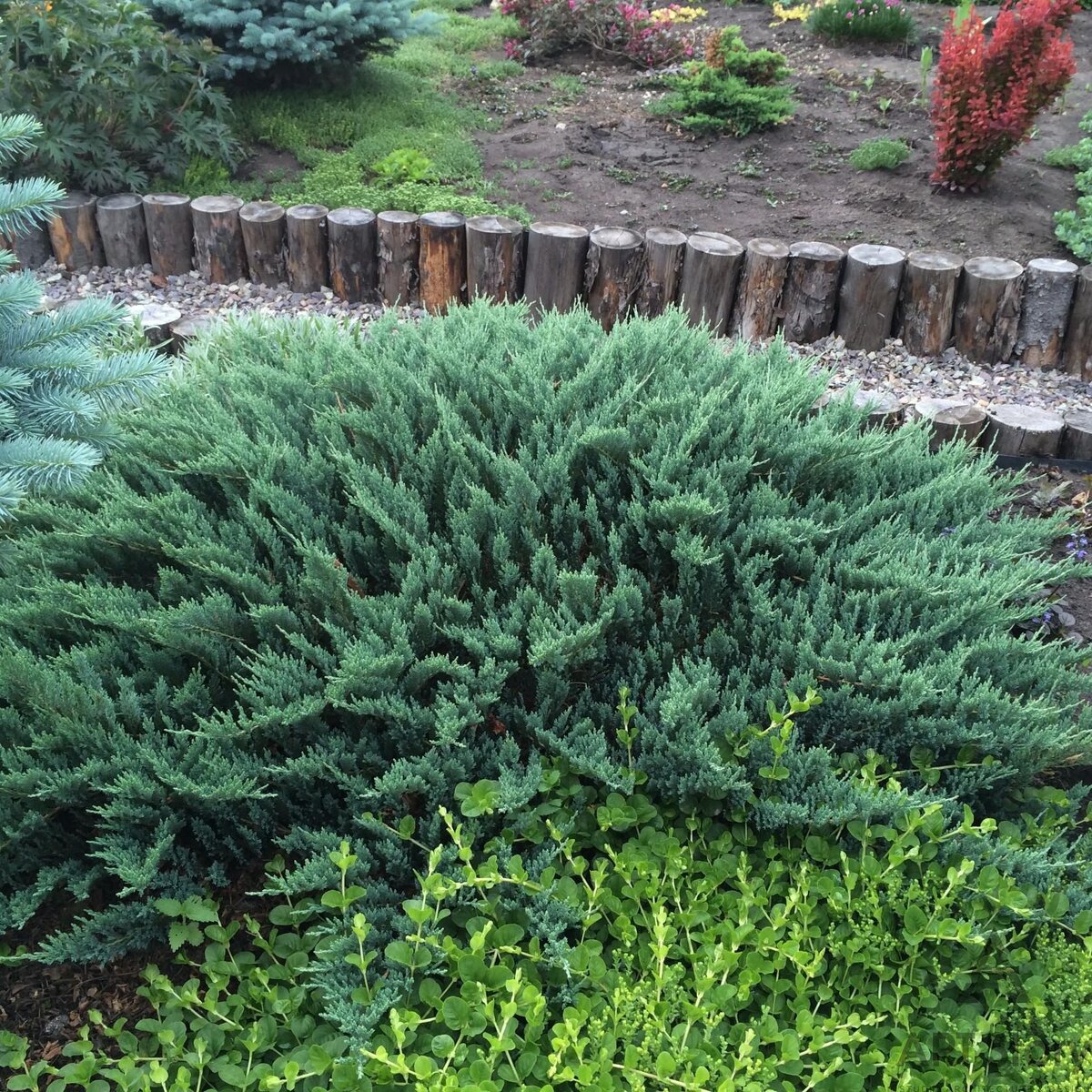 Можжевельник горизонтальный "Блю Чип"