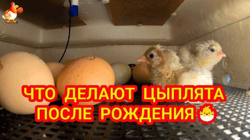 Что делают цыплята после рождения в инкубаторе ❓🐣 Обсыхают и спят 🐤 Начинают изучать обстановку 🐥🤗🥰