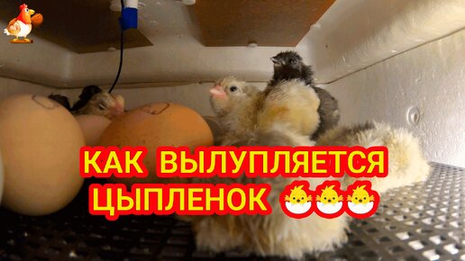 Как вылупляется цыпленок из яйца 🐣 Первые моменты жизни милых пушистиков 🤗🐥🐤 в Рождественский Сочельник 🎄🎍🎁