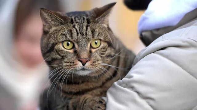 Владивостоке 6 января.                                          Кот Виктор из Владивостока, который прославился на всю страну после инцидента с недопуском на борт самолета из-за лишнего веса, умер в пятницу, 5 января, сообщил его хозяин Михаил Галин в соцсети Facebook* (соцсеть запрещена в России как экстремистская).  "Кот, который прожил свою жизнь достойно и сделал для этого мира больше, чем многие люди. Беги по радуге, кот Виктор", - написал Галин. Умер кот Виктор, прославившийся после инцидента с "Аэрофлотом"