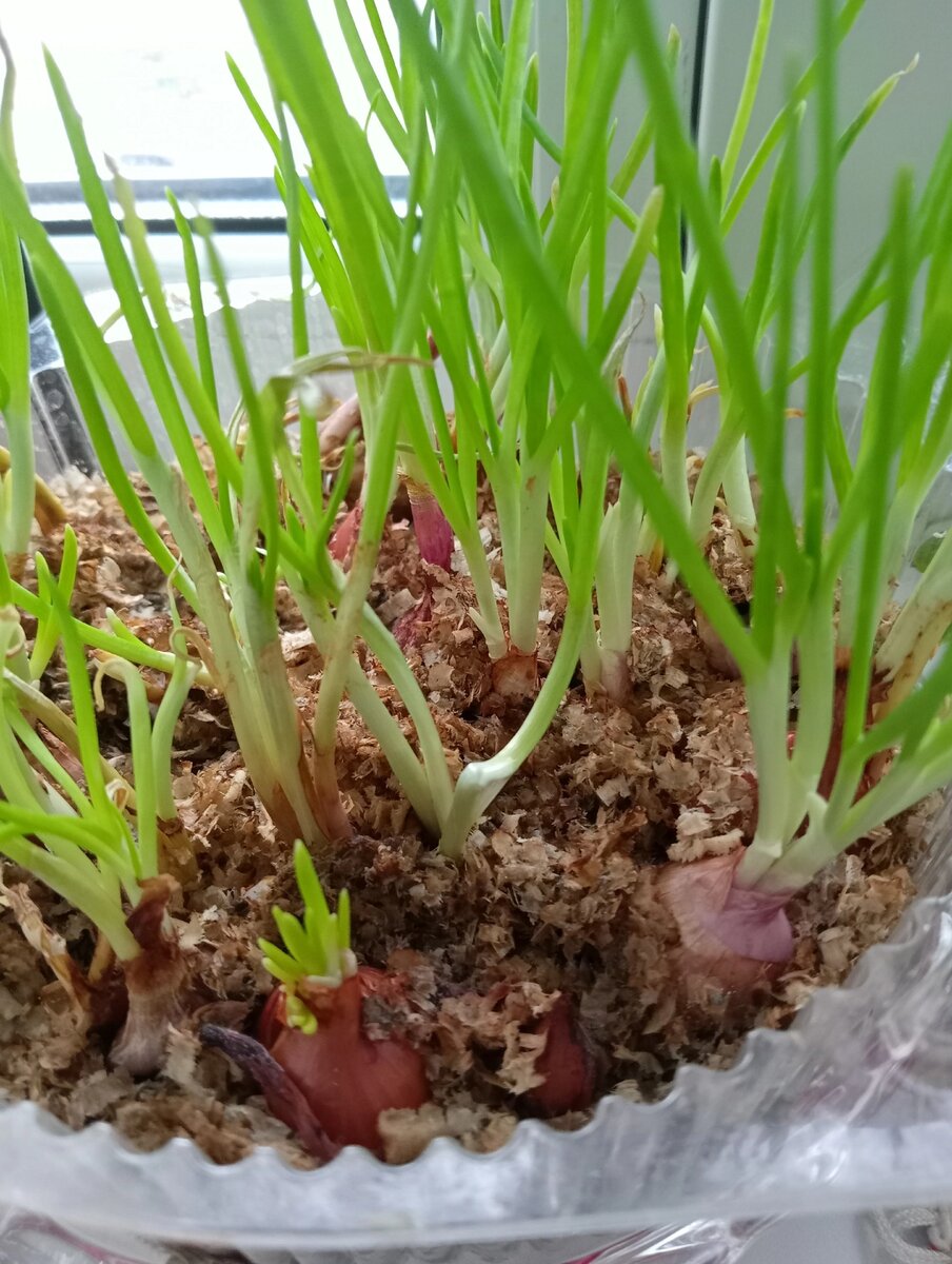 Выгонка лука на зелень в опилках. 