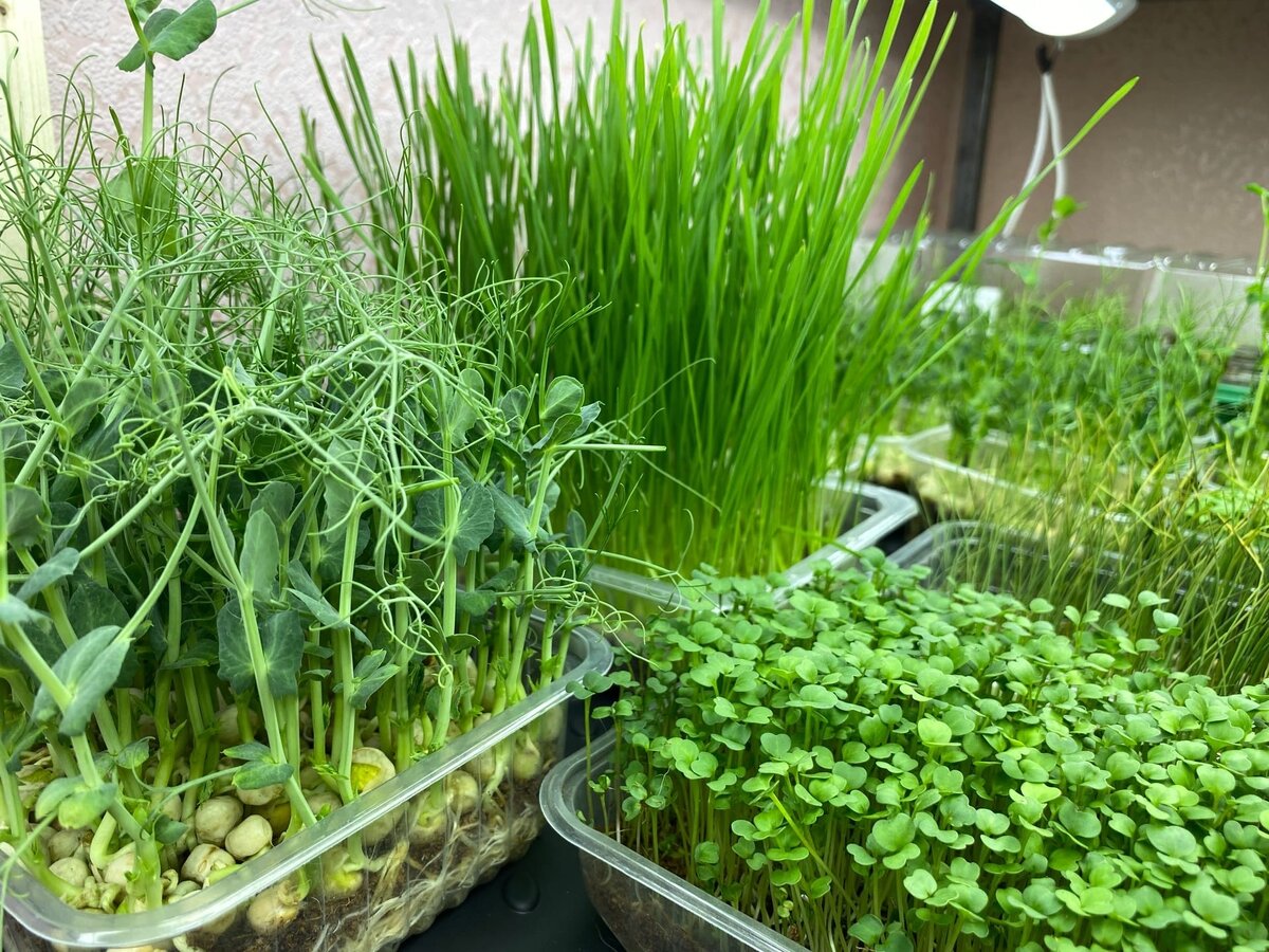 Микрозелень. Фото Гульнара Сафиной