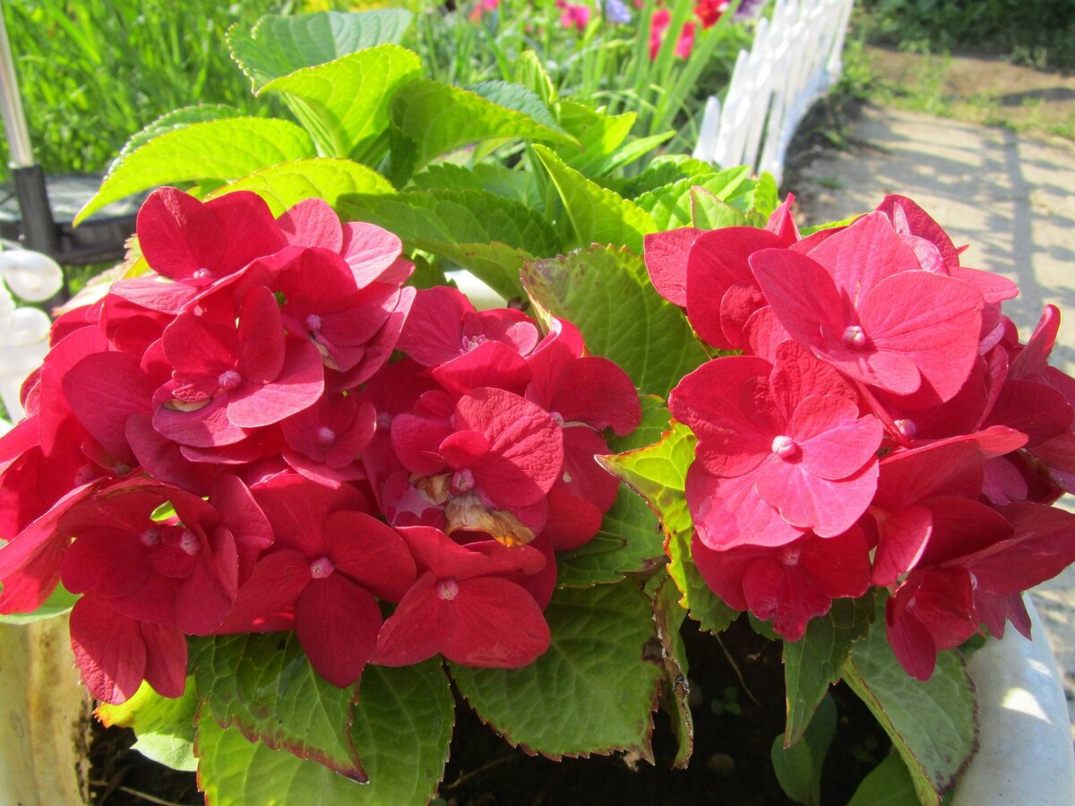 Гортензия крупнолистная "Хот Ред"