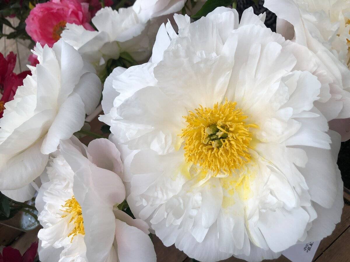 Пион "Мисс Америка"