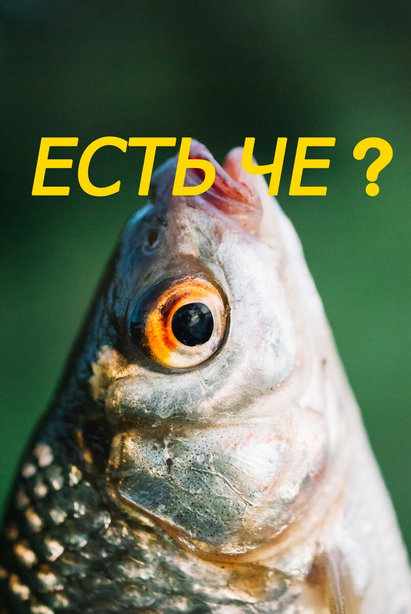 Плотва является одним из самых распространенных и неприхотливых видов мирной рыбы. Она ощущает себя комфортно в различных водоемах - от крупных рек и озер до небольших прудиков и речушек. Если плотва присутствует в водоеме, можно быть уверенным, что ее популяция там очень многочисленная. Ловля плотвы не представляет особой сложности, но при этом есть несколько нюансов, которые стоит учитывать.  
Во-первых, плотва предпочитает водоемы с песчаным или каменистым дном, не особо любит заболоченные водоемы с густыми травянистыми зарослями. Она предпочитает находиться на открытых участках и избегает настолько заявленного дна и тину. 

Во-вторых, в период летней жары плотва также уходит на глубину или подходит к крутым берегам.  Важно отметить, что плотва не любит обильного за корма и предпочитает падающую прикормку, поэтому ее лучше кормить небольшими порциями и часто.    
Что же любит плотва? В еде плотва неприхотлива ,  зрелая рыба любит перекусить:
головастиками  моллюсками , мотылем , червями , личинками стрекозы , опарышами , мальками ,
Молодняк и мальки питаются останками умерших беспозвоночных, личинками и куколками комаров-толкунцов , ручейник.
Наконец, для ловли плотвы следует использовать тонкую и легкую оснастку. Леска на платке не должна быть толще 0,15 - 0.2 миллиметра, а крючок должен быть из тонкой проволоки. Сопротивление от толстой лески может пугнуть плотву, и она не будет брать наживку. 

Итак, если вы хотите успешно ловить плотву, ищите водоемы с песчаным или каменистым дном, избегайте заболоченных мест, кормите ее небольшими порциями и используйте тонкую оснастку. Следуя этим рекомендациям, вы сможете наслаждаться уловом этой неприхотливой рыбы.