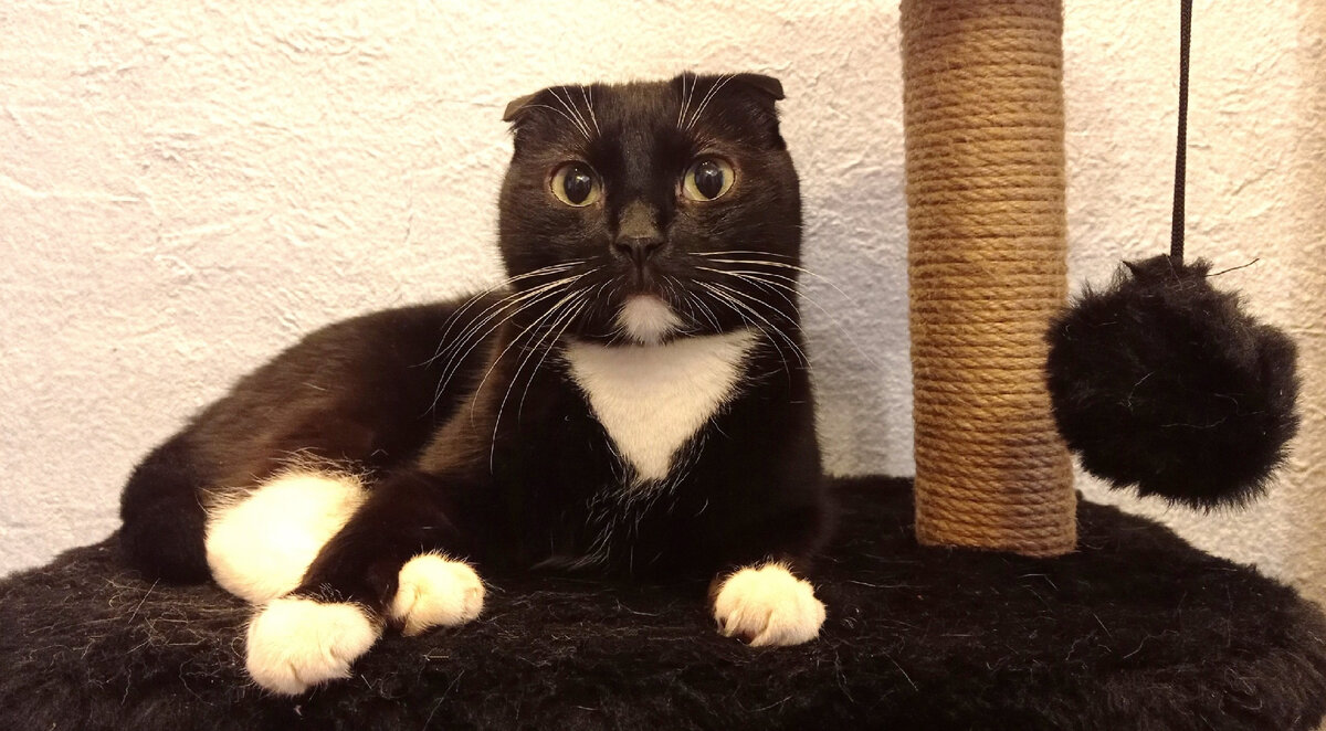 Да и с котиками тоже не надо, вдруг хрустяшки под пиво у него закончатся и у котов корм отбирать будет