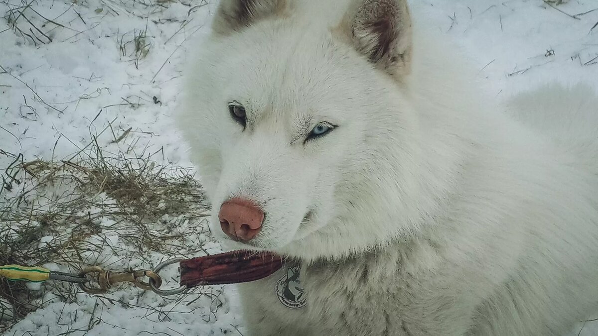     Новогодние каникулы подходят к концу, а вы не знаете, чем себя занять? У нас есть идея: собрали 5 мест, где покататься на хаски в Красноярске с контактами питомников.