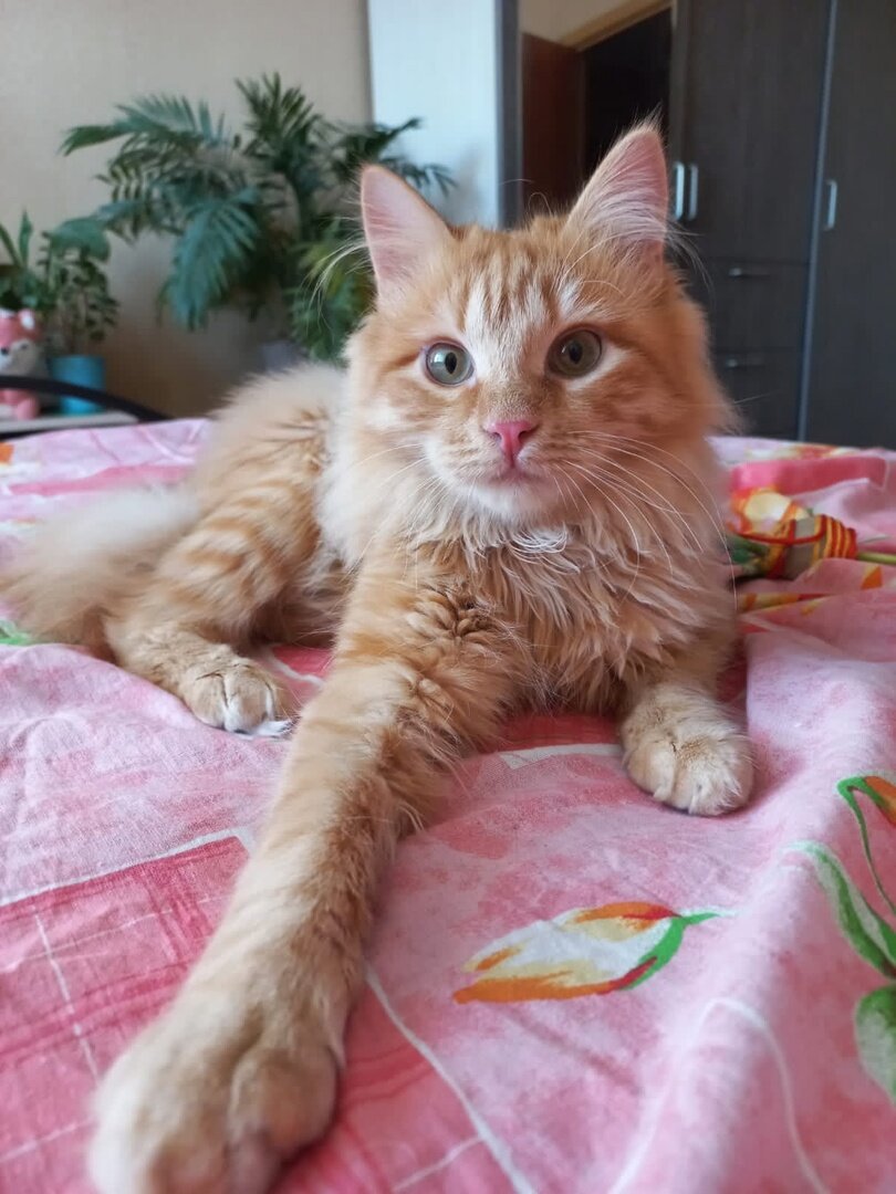 Лающие котята