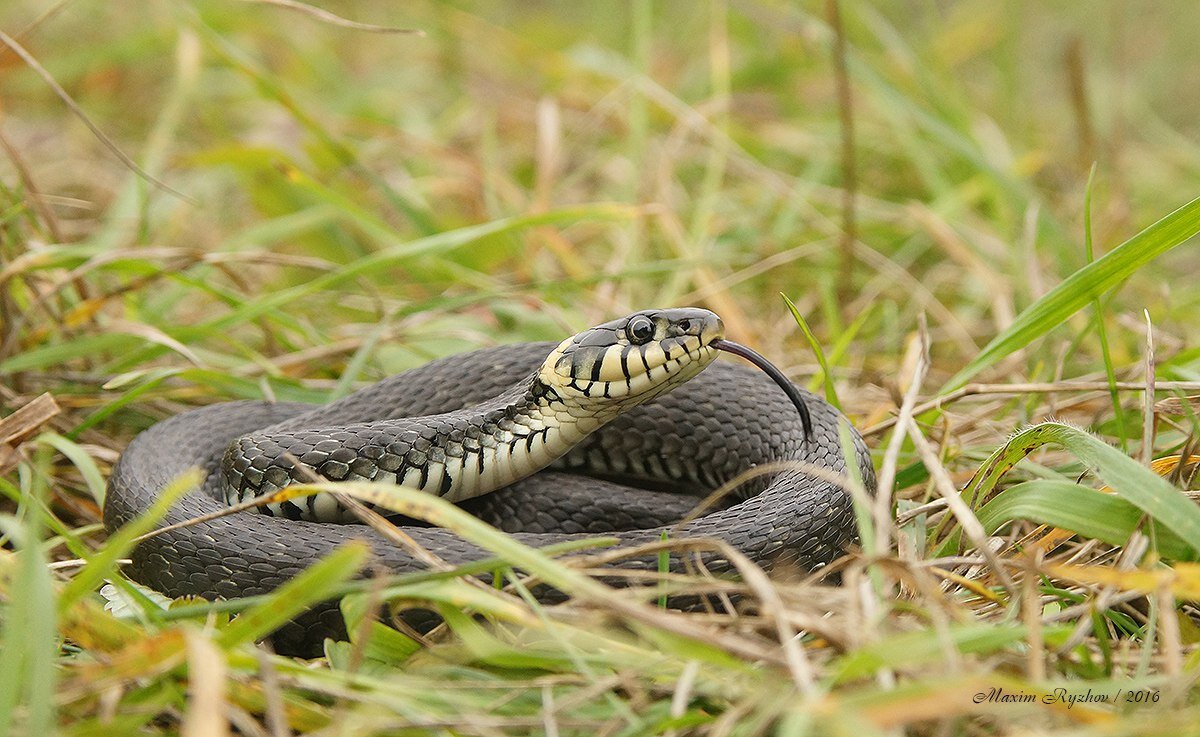 Уж обыкновенный Natrix natrix. Автор фото: Максим Рыжов. Источник:https://herpeto-volga.ru/reptilii/uzh-obyknovennyj-natrix-natrix.html