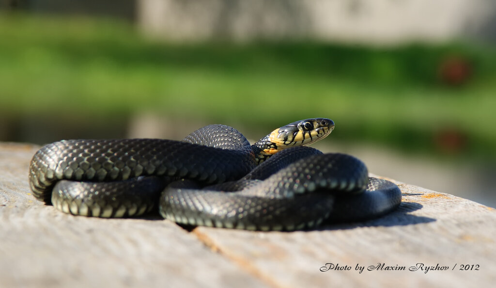 Уж обыкновенный Natrix natrix. Автор фото: Максим Рыжов. Источник:https://herpeto-volga.ru/reptilii/uzh-obyknovennyj-natrix-natrix.html