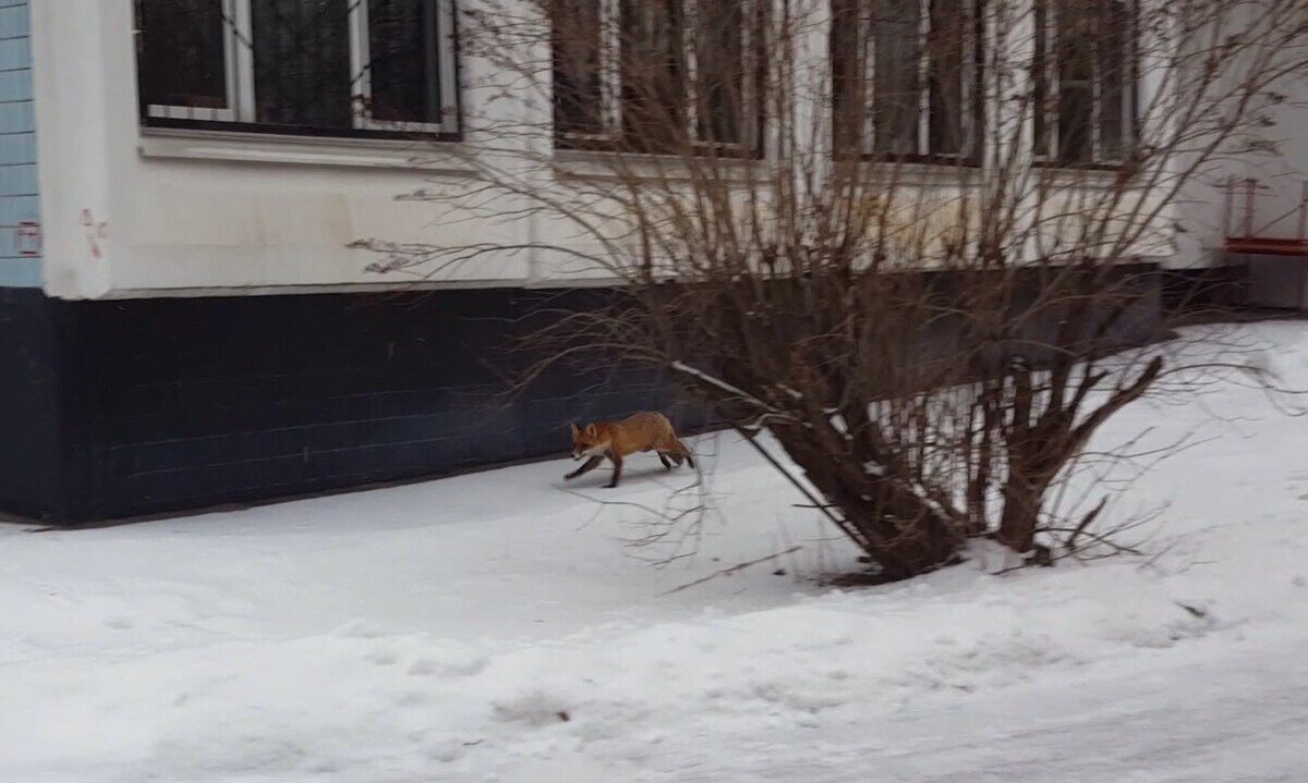     / АГН «Москва»