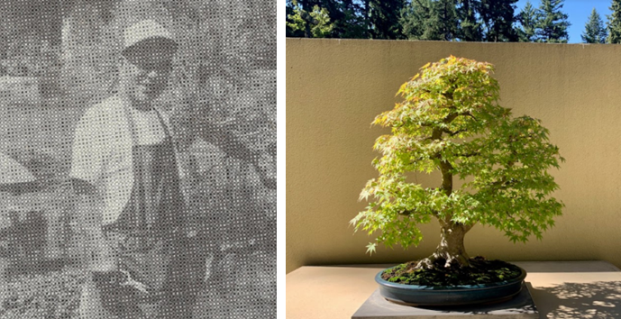 Кай Кавахара (слева). Японский клен (Acer palmatum), обучается с 1956 года; Автор: Кай Кавахара. Дерево находится в коллекции Pacific Bonsai Museum (Тихоокеанский музей бонсай, США).  
Источники: http://www.magiminiland.org/Days/DaysJan.html  https://studentweb.bellevuecollege.edu/japan-week/bonsai-2-0/
