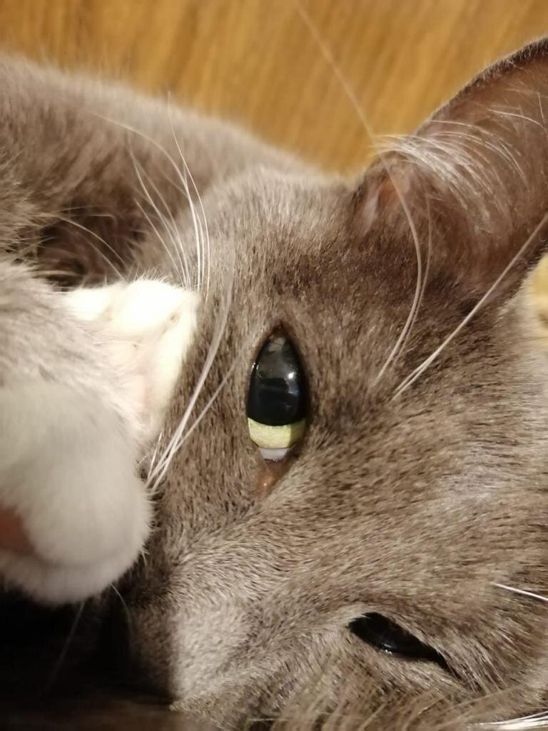 Ола, Олушка, Оладья