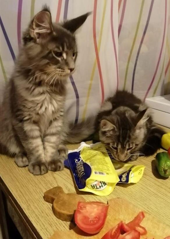 Котята-мейнкунята