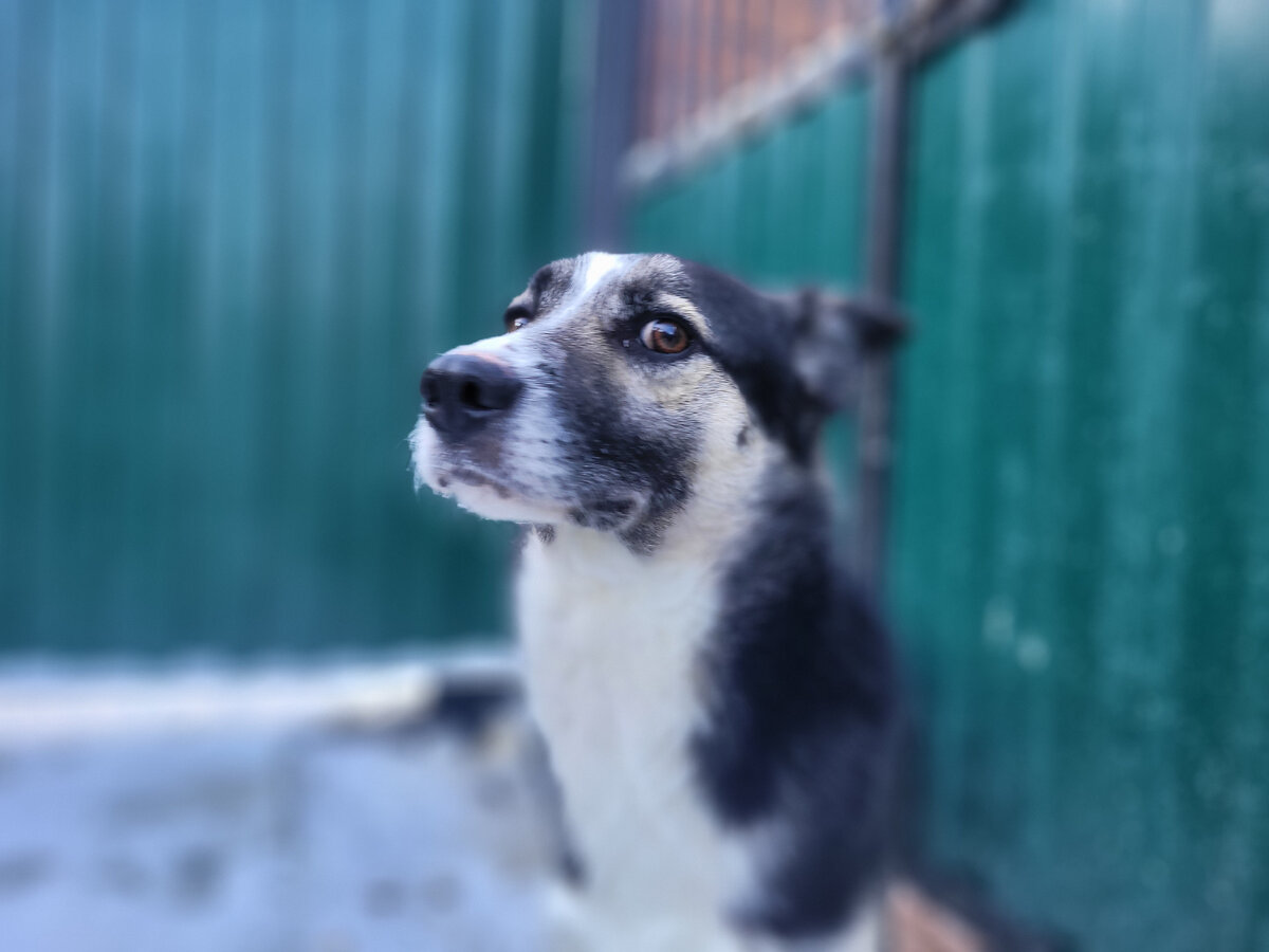 Нортон из Д3 в приюте Пушистый друг Москва (ТиНАО)