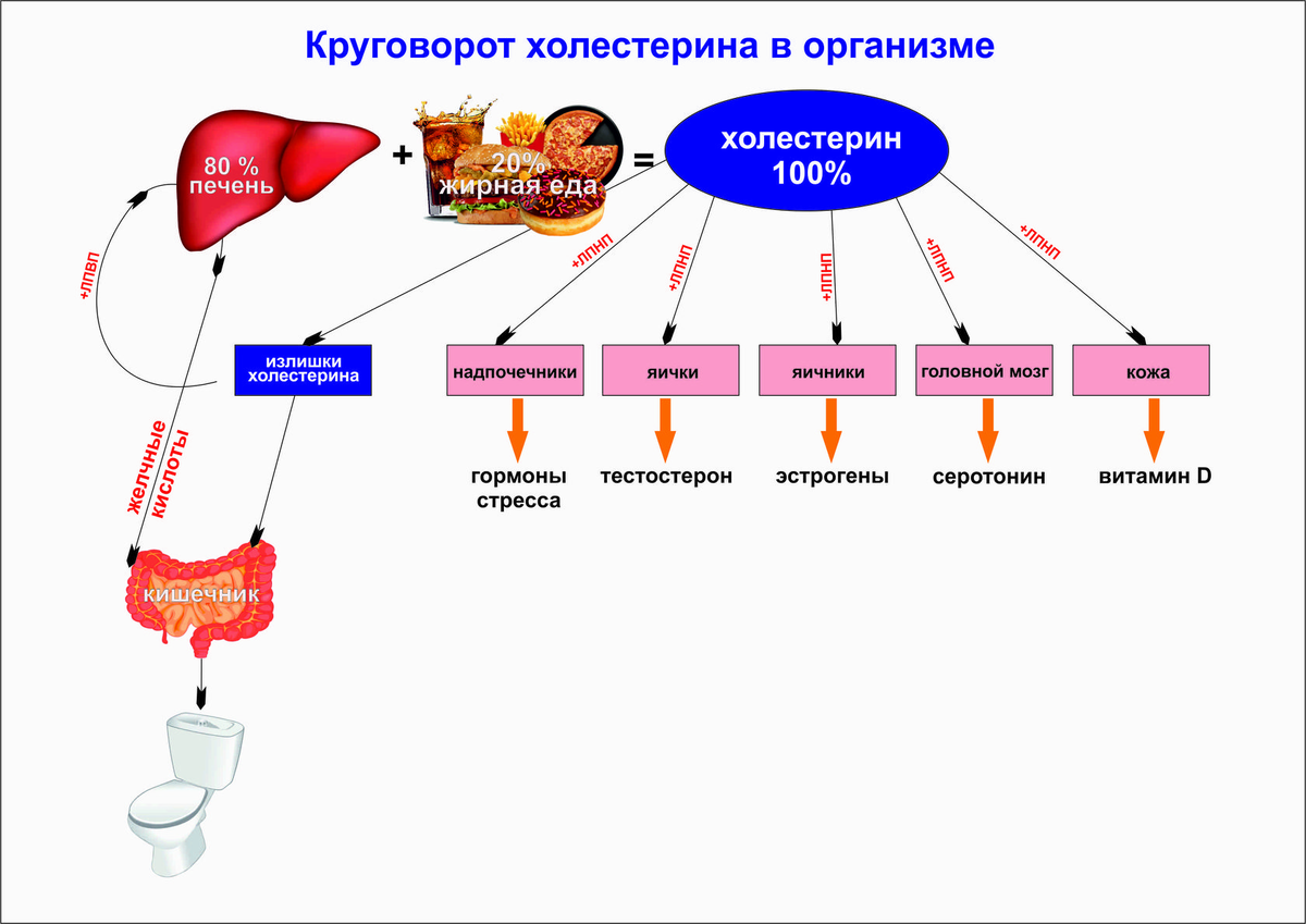 Можно ли печень при холестерине. Холестерин. Выработка холестерина в организме. Холестерин в печени. Механизм действия статинов.