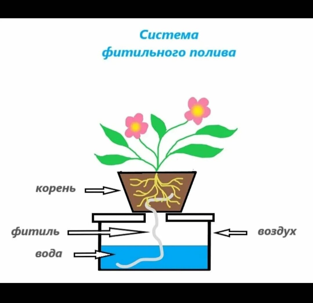 Яндекс- картинки