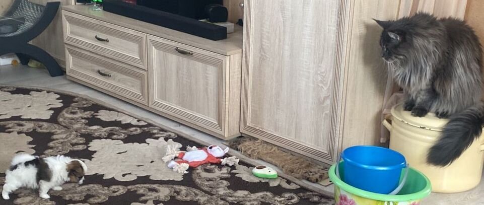 Что это? Кто это?