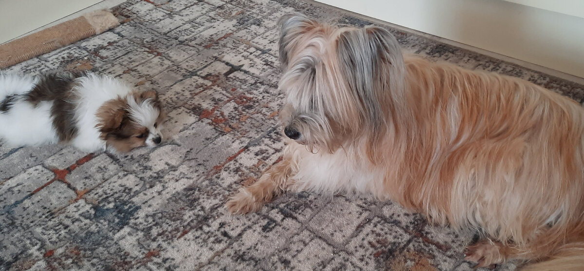 Фёдор: "Я тоже собака. И всему учусь у Фимочки" 