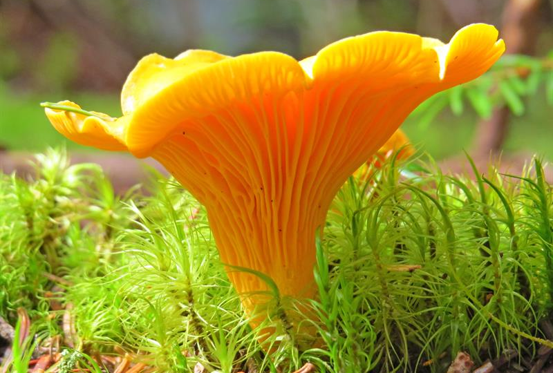 Вот и до лисичек очередь дошла. Новый кастинг фотографий с грибами