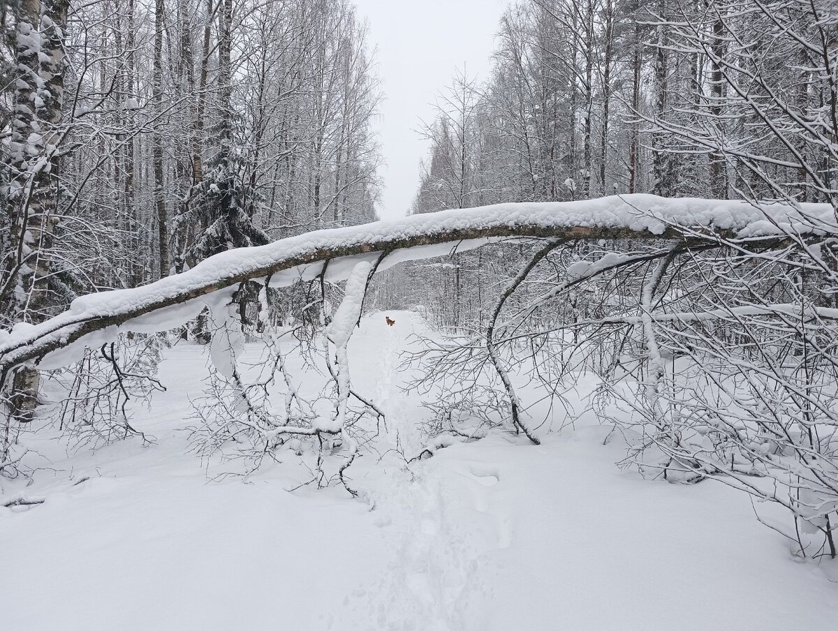 Сейчас нормальный