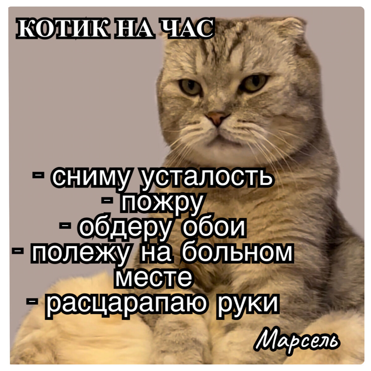 Кот марсик брутальный