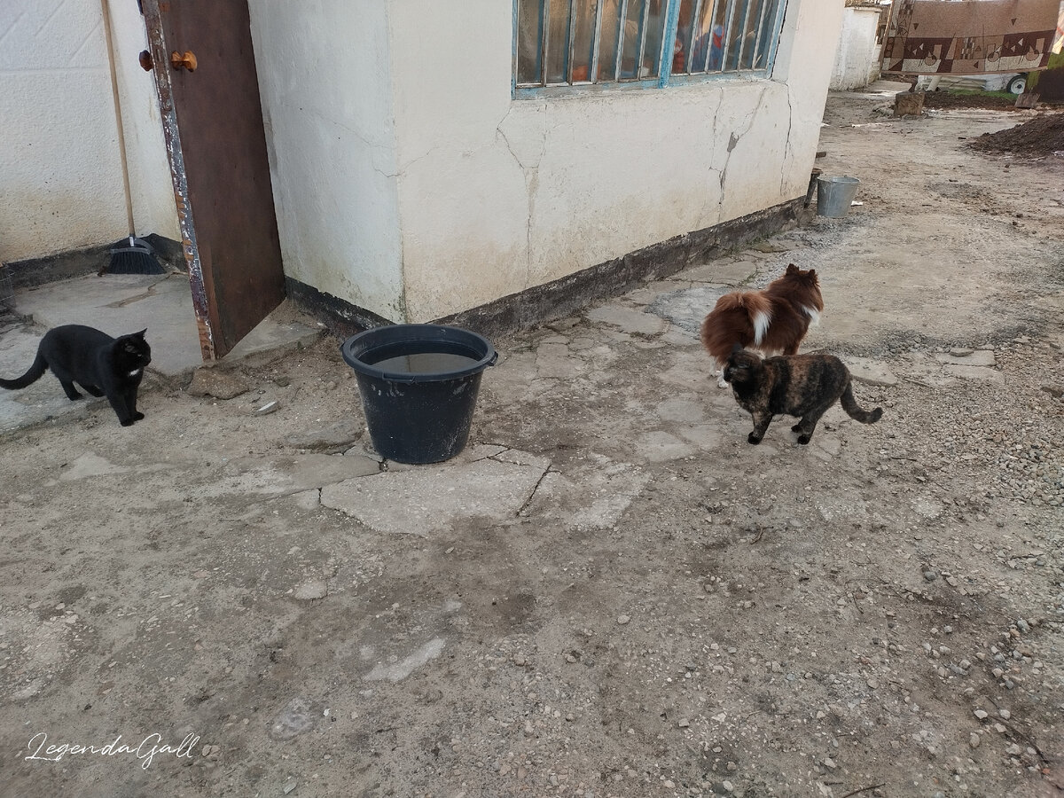 Лохматушки